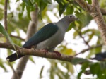 Island Imperial Pigeon